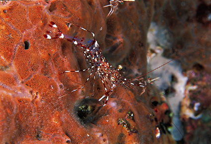  Urocaridella antonbrunii (Rock Cleaner Shrimp)